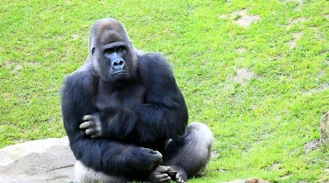 MVI 0273 Stock Footage 725568