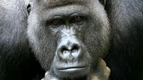 MVI 0280 Stock Footage 725550