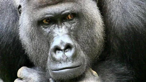 MVI 0282 Video stock 725376