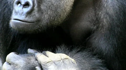 MVI 0283 Stock Footage 725320