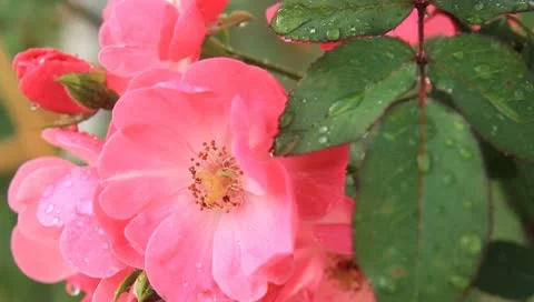 MVI 0433 스톡 동영상 10789677