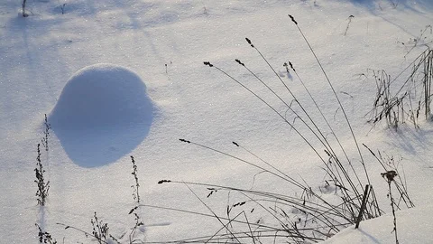 MVI 0490 Stock Footage 95805910