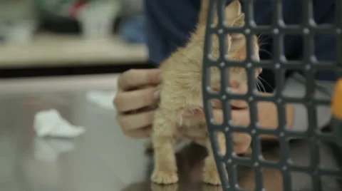 MVI 0520 Tiny kitten in vet clinic Stock Footage 56527942