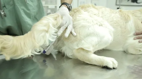 MVI 0654 Checking temprature of Labrador at the vet Stock Footage 56521129