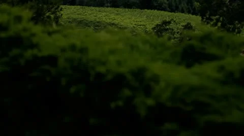 MVI 0669-PAn up from ground to Mnt Hood in the Distance Stock Footage 8955711