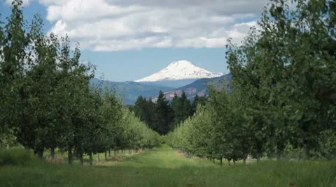MVI 0677-Static shot of Mnt Hood from Orchard-darker Stock Footage 8955782