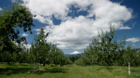 MVI 0678-Static shot of Mnt Hood from Orchard-TimeLapse Stock Footage 8955798