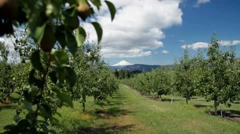 MVI 0680-Static shot of Mnt Hood from Orchard-1 Stock Footage 8955810