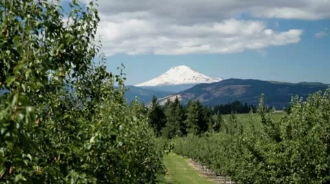 MVI 0680-Static shot of Mnt Hood from Orchard-2 Stock Footage 8955819