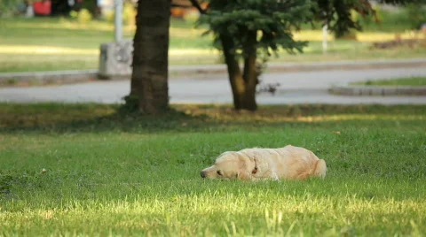 MVI 0777 Stock Footage 644423