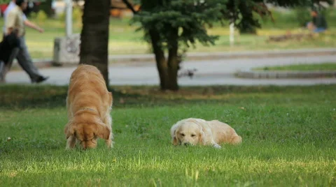 MVI 0778 Stock Footage 644462