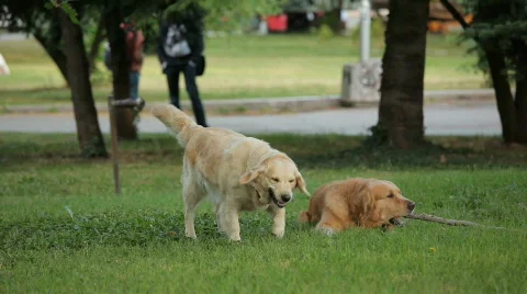 MVI 0779 Stock Footage 644474