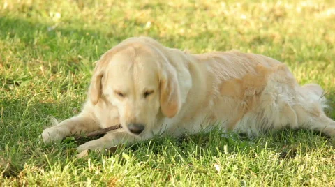 MVI 0783 Stock Footage 644646