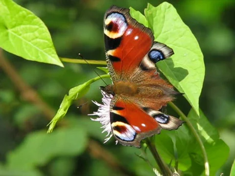 MVI 0796 Video stock 493773