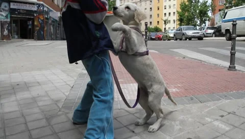 MVI 0866 Stock Footage 5215224