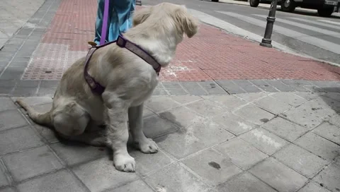 MVI 0867 動画素材 5214007