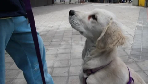 MVI 0868 Stock Footage 5210393