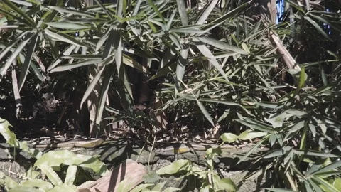 MVI 0890 Stock Footage 108461484