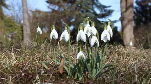 MVI 1 Stock Footage 33831517