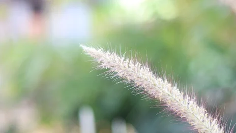 MVI 1013U Stock Footage 128851713