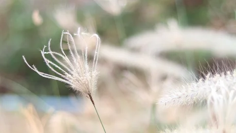 MVI 1015U Stock Footage 128851709