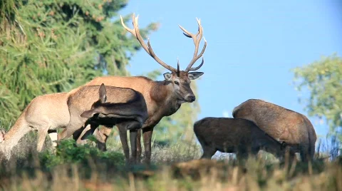 MVI 1055 Stock Footage 526092