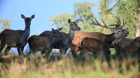 MVI 1061 Stock Footage 526264