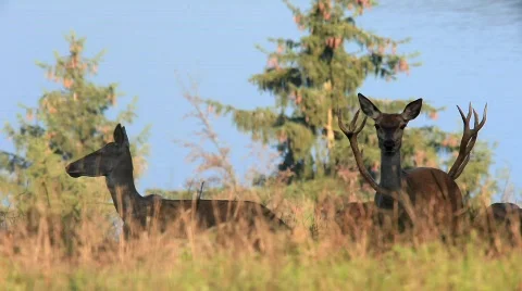 MVI 1071 Stock Footage 526239