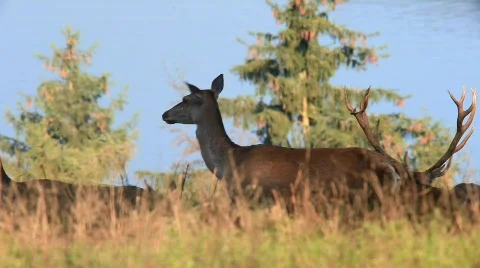 MVI 1072 Stock Footage 526227