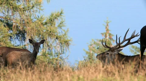 MVI 1079 Stock Footage 526191