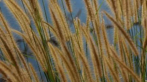 MVI 1180 Stock Footage 634633