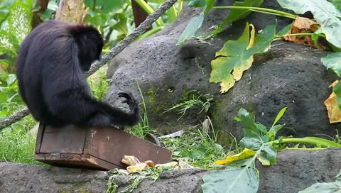 MVI 1233 Stock Footage 10835156