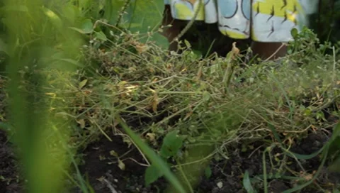 MVI 1257 Stock Footage 8650762