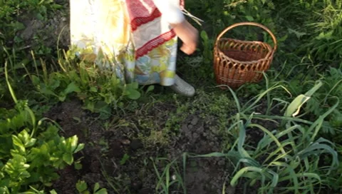 MVI 1260 Stock Footage 8650895