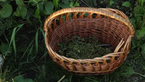 MVI 1265 Stock Footage 8650419