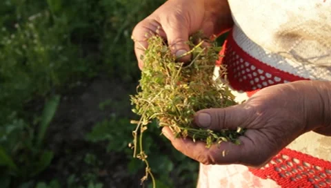 MVI 1266 Stock Footage 8650871