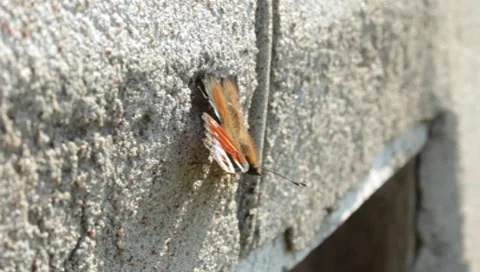 MVI 1271 Stock Footage 8650523