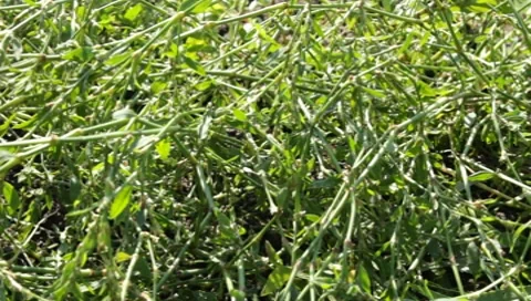 MVI 1273 Stock Footage 8650468