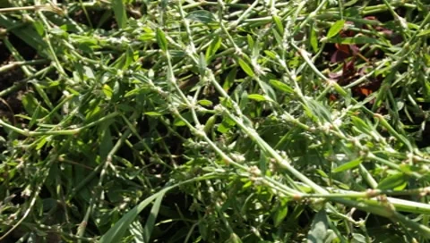 MVI 1274 Stock Footage 8650553