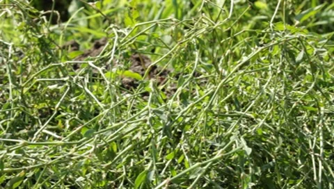 MVI 1275 Stock-Footage 8650451