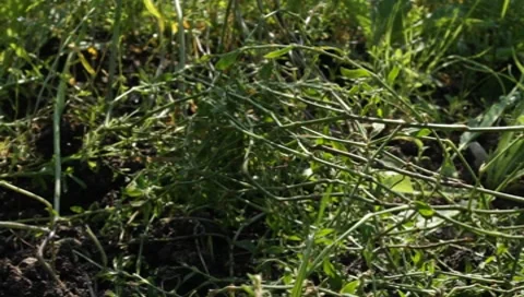 MVI 1276 Stock Footage 8650549