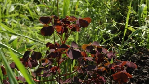 MVI 1277 Stock Footage 8650463