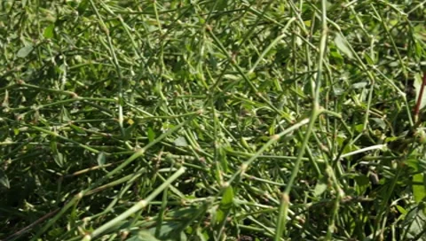 MVI 1278 Stock Footage 8650417