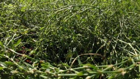 MVI 1279 Stock Footage 8650677