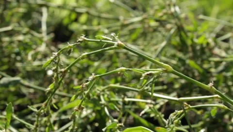 MVI 1280 Stock Footage 8650552