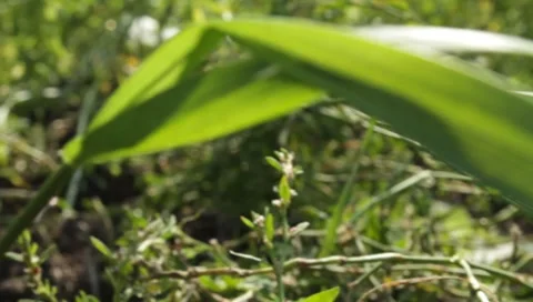 MVI 1281 Stock Footage 8650670