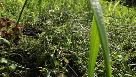 MVI 1282 Stock Footage 8650426