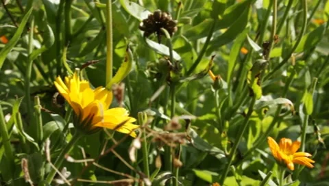 MVI 1284 Stock Footage 8650432