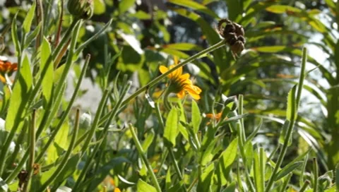 MVI 1286 Stock Footage 8650564