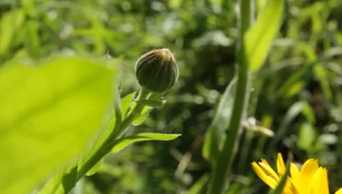 MVI 1288 Stock Footage 8650568